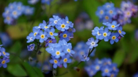 4K Spring Flowers Vídeo Stock 50587632