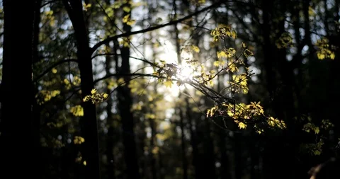 4k Spring forest background view sun shine through green fresh leaves backlit Video stock 87028967