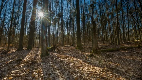 4k spring forest time lapse with fast moving shadows.  Stock Footage 87308408
