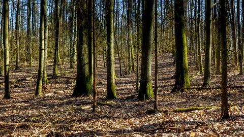 4k spring forest time lapse with fast moving shadows Stock Footage 88686359