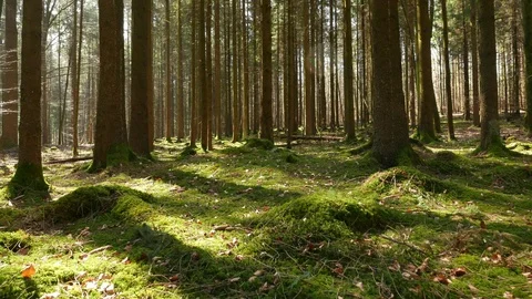 4K Spring Forest Walk Video stock 105760601