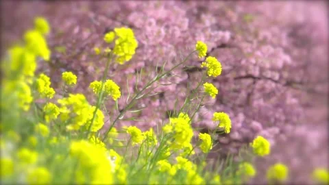 4K Spring Landscape Yellow Rapeseed Flowers Pink Kawazu Cherry Blossoms Stock Footage 332157259