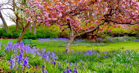 4K Spring Park, Japanese Cherry Tree, Bluebell Flowers and Park Bench Stock Footage 61627398