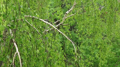 4K spring rain on tree leaves closeup Stock Footage 107784914