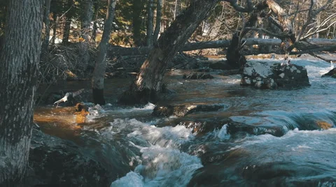 4K - Spring river with trees Video stock 62333080