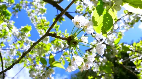 4K Spring Season White Cherry Blossom Flowers, Slow Motion Pan Macro Tree Branch Gratis stockvideomateriaal 76787285