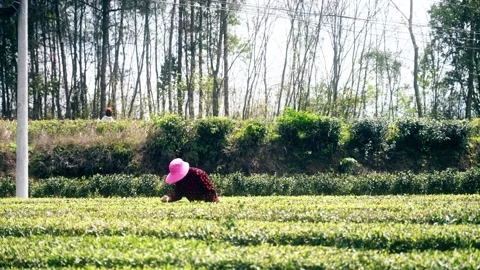 4K spring tea garden hand-picked tea real shot video Video stock 334099291