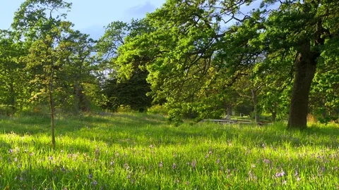 4K Spring Time Grass Meadow Landscape Field, Green Lush Background Stock Footage 78619670