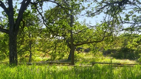 4K Spring Time Tall Green Grass, Orchard Lush Landscape, Blue Sky Meadow Stock Footage 78940768