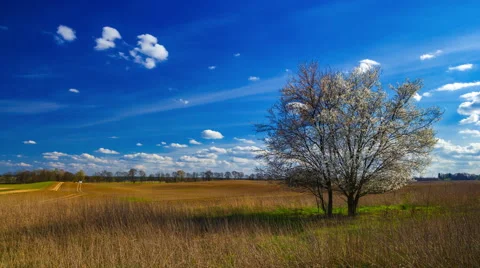 4k Spring timelapse landscape footage with blooming plum tree near plowed field  Stock Footage 62306016