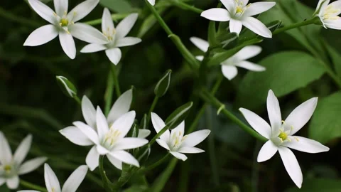 4k Spring white flowers closeup. Ornithogalum flower. Stock Footage 197644293