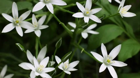 4k Spring white flowers closeup. Ornithogalum flower. Stock Footage 197953285
