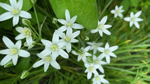 4k Spring white flowers, view from the top. Ornithogalum flower. Stock-Footage 156632318