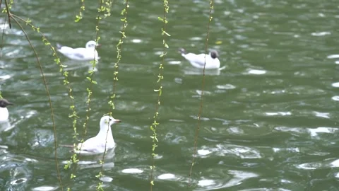 4K spring willow and wicker spit out new buds swaying in the wind. Stock Footage 334105428