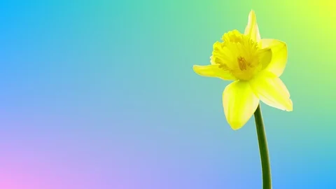 4K. Spring Yellow Daffodil Flower Blooming. Time Lapse. Narcissus. Alpha Channel Video stock 87270590