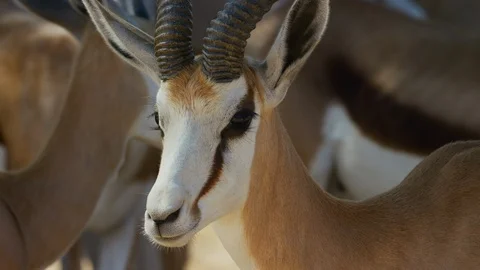 4K - Springbok - close up of face, turns away. Africa 4K uhd safari nature Stock Footage 111342959