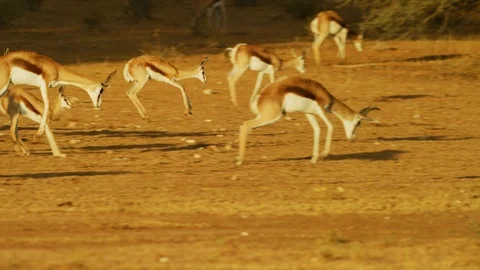 4K - Springbok - group pronking. Africa jump jumping leap leaping 4K uhd Stock Footage