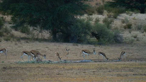 4K - Springbok - herd drinking at waterhole. Africa safari 4K uhd ultrahd Stock Footage 111342932