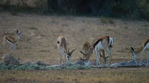 4K - Springbok - herd drinking at waterhole, young run in. Africa 4K Stock Footage 111342988