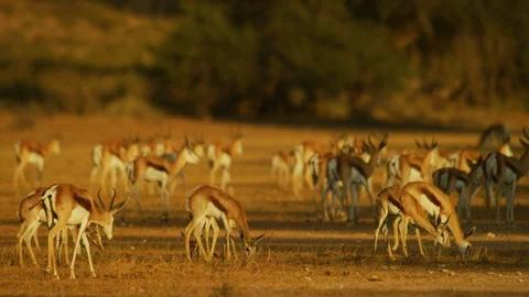 4K - Springbok - herd grazing, walking. Africa african uhd 4K safari nature Stock Footage 111343074