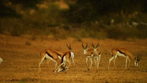 4K - Springbok - herd with two pairs fighting. Africa 4K uhd nature battle Stock Footage 111343187