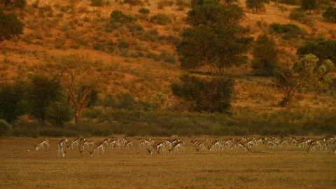4K - Springbok - herd wide, golden light. Scenic africa uhd 4K nature safari Stock Footage 111343202