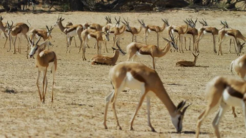 4K - Springbok - large herd, grazing, resting. Africa 4K uhd ultrahd safari Stock Footage 111343001