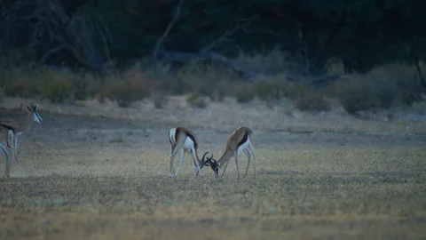 4K - Springbok - pair of males fighting. Africa animal 4K uhd ultrahd Stock Footage 111343059