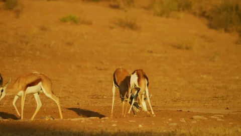 4K - Springbok - pair of males fighting. Africa animal 4K uhd ultrahd Stock Footage 111343133