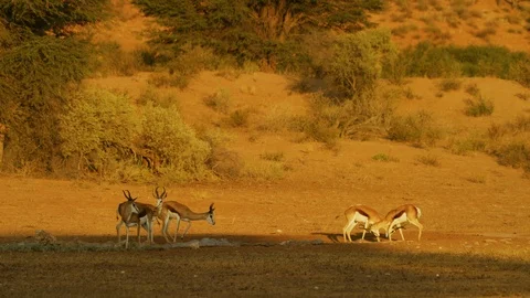 4K - Springbok - play fighting at waterhole. Africa antelope fight 4K uhd Stock Footage 111343108