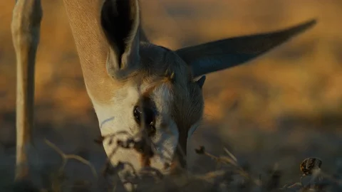 4K - Springbok - young buck grazing, close of head. Africa 4K uhd ultrahd Stock Footage 111342913