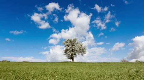 4K Spring/summer landscape tree on meadow sky and clouds timelapse 30p Stock Footage 49479655