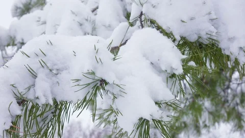 4K Spruce in the snow Stock Footage 71710053