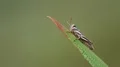 4K Spur-throated Grasshopper (Melanoplus sp.) nymph 4k or 4k+ Resolution