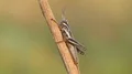 4K Spur-throated Grasshopper (Melanoplus sp.) nymph 4k or 4k+ Resolution
