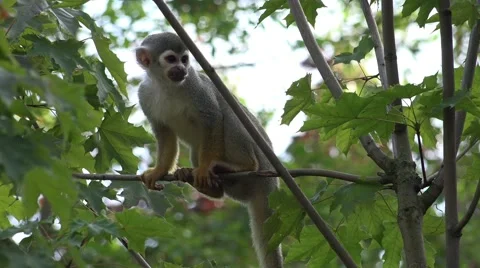4k Squirrel monkey climbing on tree sunny day Video stock 61099244