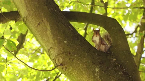 4K Squirrel nibbles before looking at camera, shot on Red Epic Dragon Vidéo 55128367