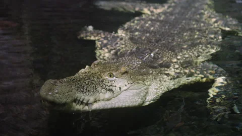 4K - Сrocodile swimming at camera Stock Footage 228685499