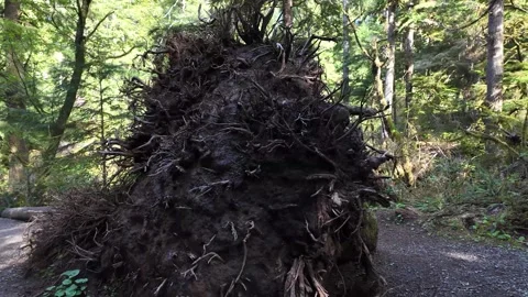4K stabilized action camera footage of a massive fallen tree with exposed roots 库存影片 334654483