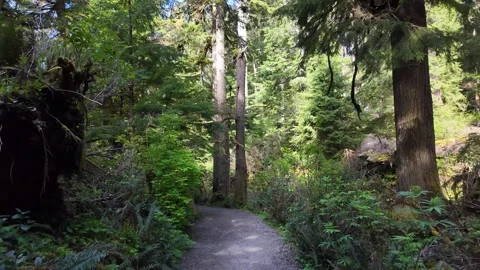 4K stabilized pocket action camera footage walking through a lush coastal forest 库存影片 334654524