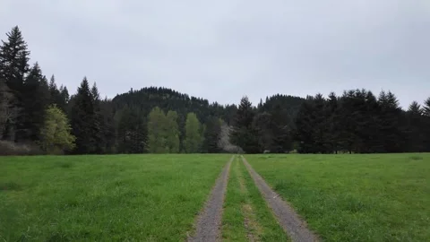 4K stabilized pocket action camera footage of a grassy clearing in forest 库存影片 334849431