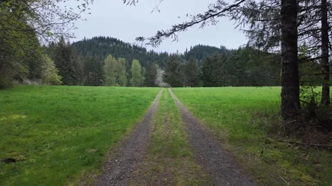 4K stabilized pocket action camera footage walking along gravel forest road, USA 库存影片 334849534