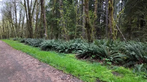 4K stabilized pocket action camera footage walking along gravel forest road, USA Stock Footage 334849725