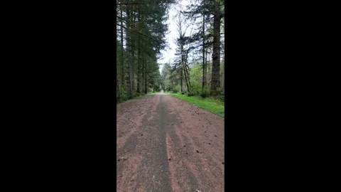 4K stabilized pocket action camera footage walking along gravel forest road, USA Stockbeeldmateriaal 334849818
