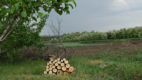 4K Stack of wood logs in the middle of the field. Far away view Stock-Footage 97522653