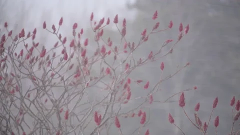 4k Staghorn Sumac blowing in snowfall from Lake Superior on Michigan's UP Stock Footage 185867645