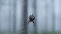 4K Starbellied Orbweaver (Acanthepeira stellata) 4k or 4k+ Resolution
