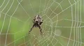 4K Starbellied Orbweaver (Acanthepeira stellata) 4k or 4k+ Resolution