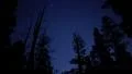 4K Starry Sky in Pine Forest Tilt Up 4k or 4k+ Resolution