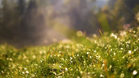 4k Static blurred grass with water drops in spring morning park. Stock Footage 88530824